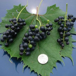 Semi di uva selvatica (Vitis spp.)