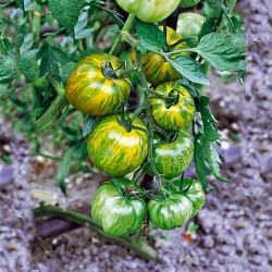 Semillas de tomate Smarald