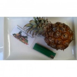 Källor Ananas nanus "Miniature Pineapple"