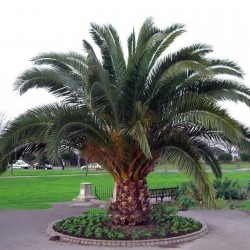 Semințe de palmier curmal din Insulele Canare (Phoenix canariensis)