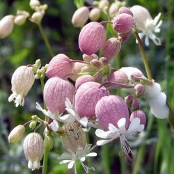 Bladder Campion Seeds (Silene vulgaris)