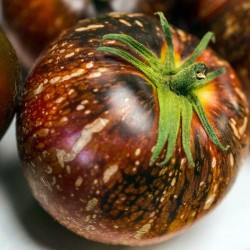Nasiona pomidorów Dark Galaxy