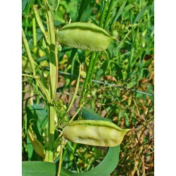 Σπόρος ΛΑΘΟΥΡΙ (Lathyrus sativus) 1.85 - 7