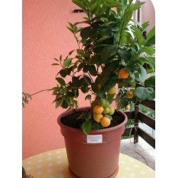 Σπόροι Calamansi - Καλαμοντίν(Citrofortunella μικροκαρπα)