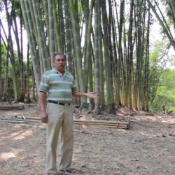Semillas de bambú gigante (Dendrocalamus barbatus)