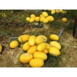 Graines de Melon Galia - Jaune - Janari