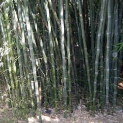 Semena bílého bambusu...