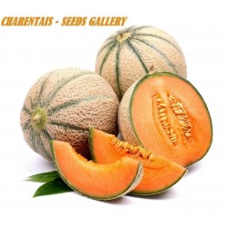 Charentais Cantaloupemelon Frön