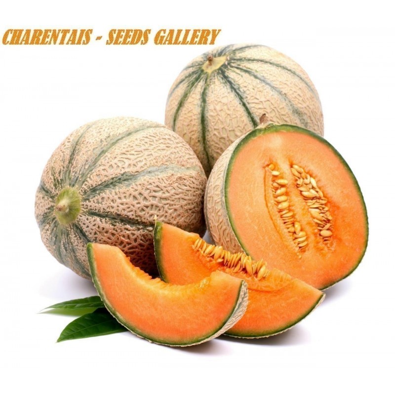 Semi Di Melone Charentais