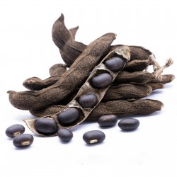 Semințe de fasole de catifea (Mucuna pruriens)