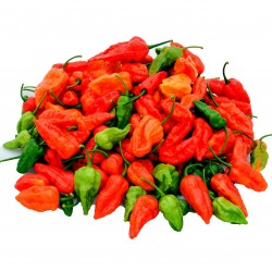 Σπόροι Τσίλι - πιπέρι Bhut Jolokia