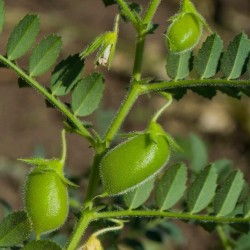 Sementes de Lentilha Vermelho Bolonhesa (Lens culinaris) planta  - 2