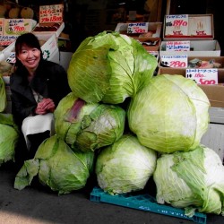 Σπόροι Ιαπωνικά Γίγαντας Λάχανο