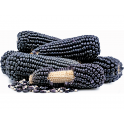 Black Corn Seeds Black Aztek