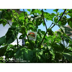 Carolina Reaper Samen rot oder gelb Chilli 2.45 - 19