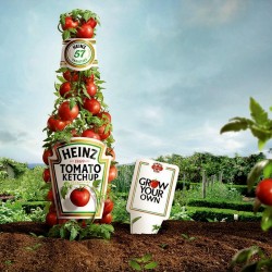 Seme cuvenog paradajza HEINZ 1350  - 2