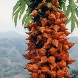 Sementes raras de papaia...