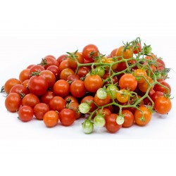 Nasiona dzikich pomidorów...