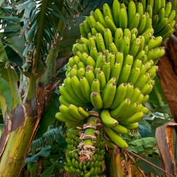 Vilda skogens bananfrön (Musa yunnanensis)