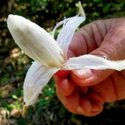 Nasiona Plumiers Bromelia...