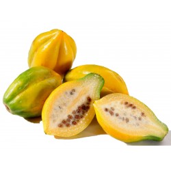 Hegyi papaya magok (Vasconcellea pubescens)