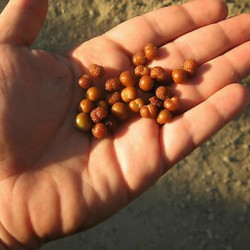 Wild currant seeds (Grewia flava)