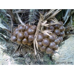 Semillas de Fruta serpiente (Salacca zalacca)