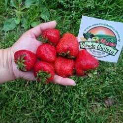 CLERY Strawberry Seeds
