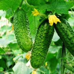 Cucumber seeds Palanka gherkin