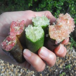 Finger Lime frön