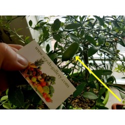 Σπόροι Finger Lime (Citrus australasica)
