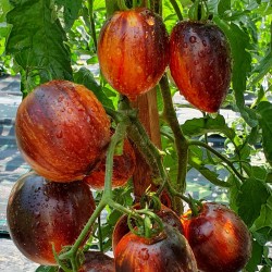 Seme paradajza, rajcice...