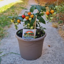 Nasiona pomidora...