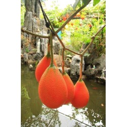 Frön Gac Frukt (Momordica, cochinchinensis)