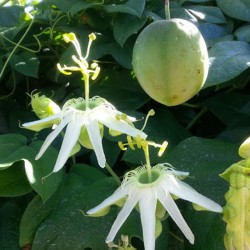 SURURUCA zaden (Passiflora...