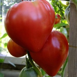 بذور الطماطم سيبيريا قلب النسر