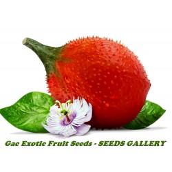 Semi Di Gac Fruit (Momordica cochinchinensis)