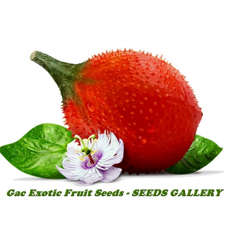 10 graines Gac Fruit RARE Momordica cochinchinensis exotique bénéfique pour la santé jardin 