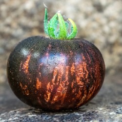 Nasiona Pomidora Królowej Nocy