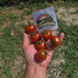 Семена томатов Кампари