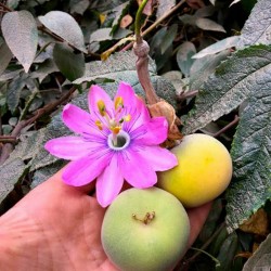 Sementes Tauso (Passiflora...