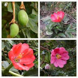 Тумбо семена (Passiflora...