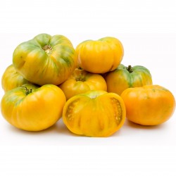 Tomatensamen Persimmon Orange
