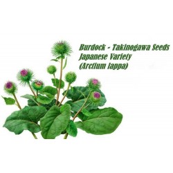 Burdock – Takinogawa Seeds Japanese Variety