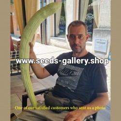 Acur tohumları - Ermeni metre uzunluğunda salatalık