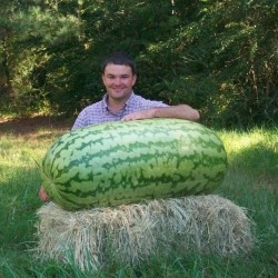 Semillas de sandía gigante