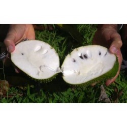 Semillas de Guanábana (Annona muricata)