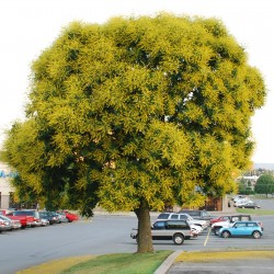 بذور شجرة Goldenrain...