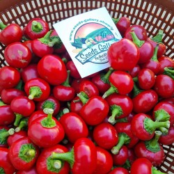 Large Cherry Chili Seeds - Price: €1.65