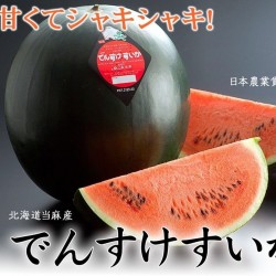 بذور البطيخ دينسوكي اليابان